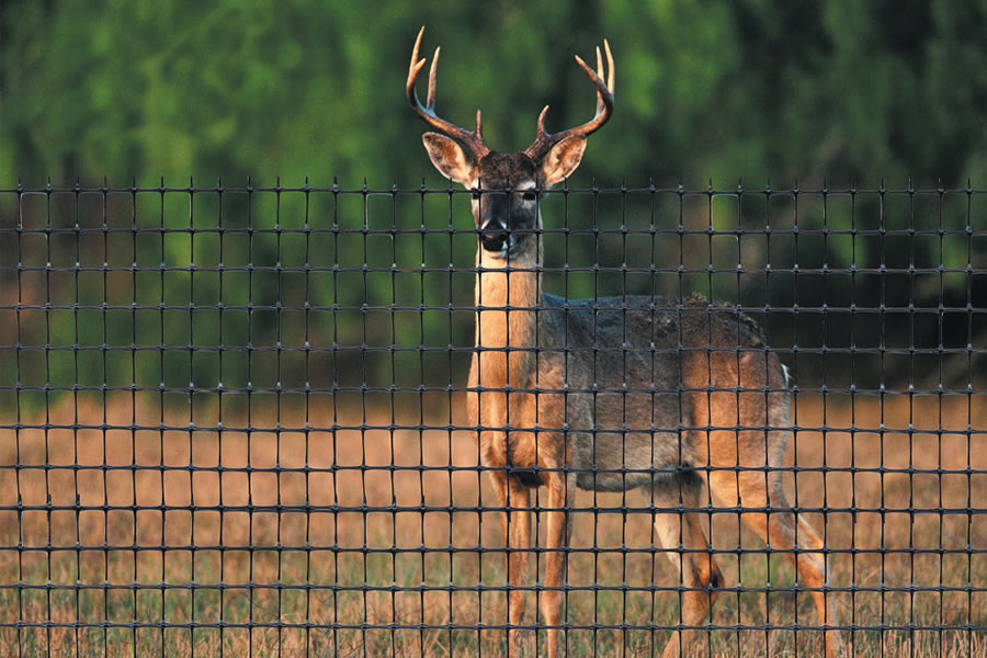 Deer barrier fencing