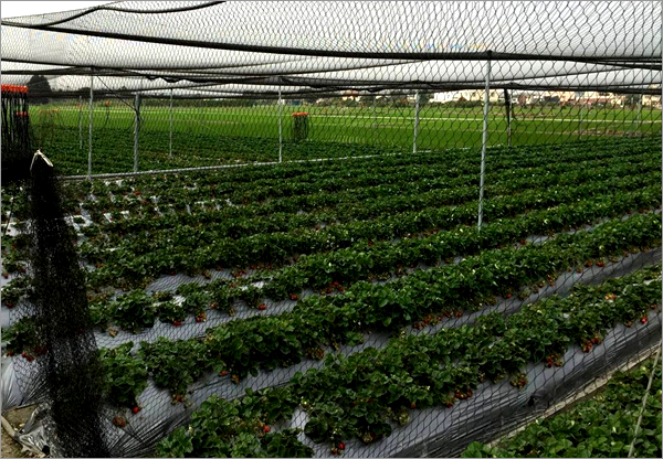 HDPE Bird Netting - Crop Protection Agricultural Netting