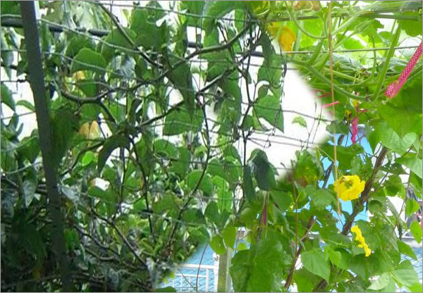 HDPE trellis mesh netting for cucumber