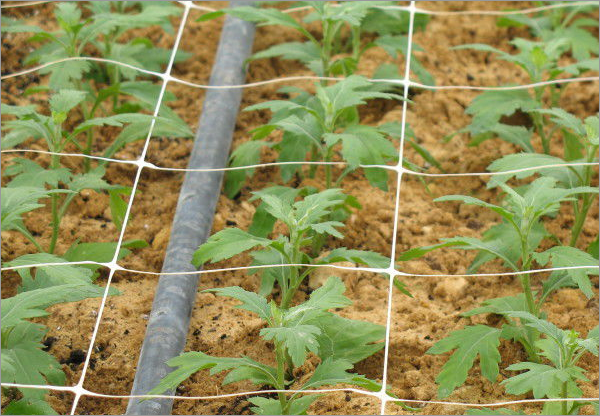 Crop support trellis