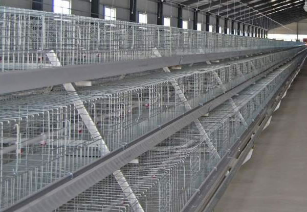 Galvanized steel chicken wire mesh