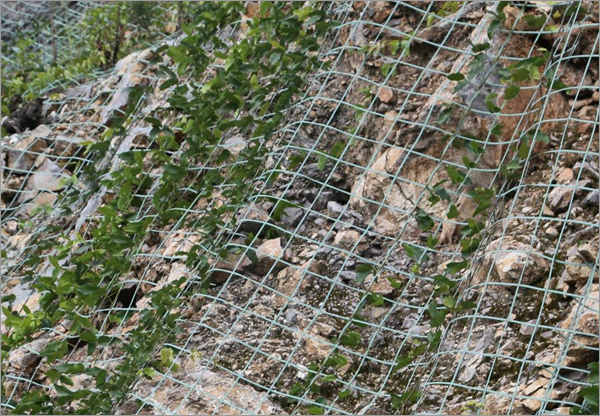 Solid Trellis For Climbing Plant Netting