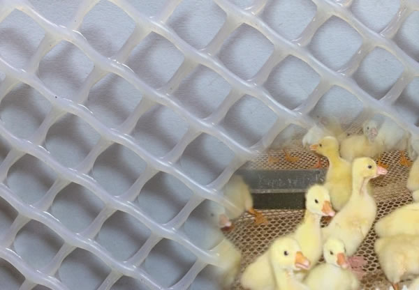 PP poultry mesh