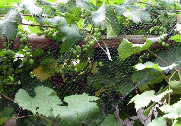 Vineyard Harvest Protection Net